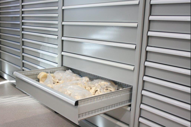 Grey Boscotek cabinet with a reference collection drawer open